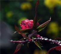 姓韩时尚的女孩名字