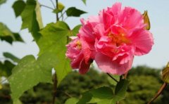 姓刁女孩时尚的名字