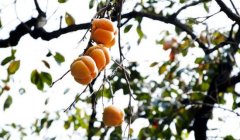 姓帅女孩名字时尚的