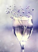 2018怎样给狗宝宝起一个倾心的名字?