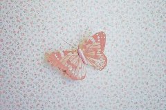 姓窦女孩名字属猪2019好听的