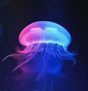 姓米女孩名字属猪2019好听的