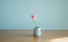 2019猪年女孩起名大全