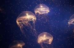 姓贝女孩名字属猪2019好听的