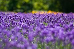 姓湛女孩名字属猪2019好听的