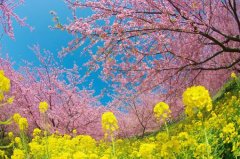 姓孟女孩名字属猪2019好听的