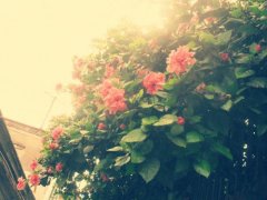 姓焦女孩名字属猪2019好听的