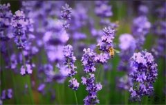 姓从女孩名字属猪2019好听的