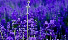 姓邰女孩名字属猪2019好听的