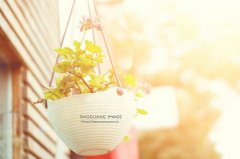 姓劳女孩名字属猪2019好听的