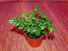 姓郏女孩名字属猪2019好听的