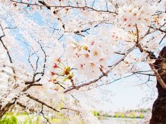 姓福女孩名字属猪2019好听的