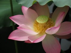 生辰八字起名：早上出生的女宝宝怎么样起名，宜用什么字