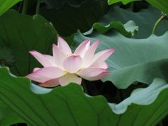 生辰八字起名：2019年2月12号出生的女宝宝应该怎样起名字