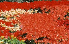 生辰八字起名：2019年3月19号出生的女宝宝怎么样起名字，五行缺