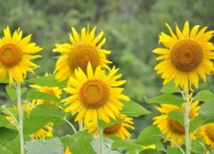 生辰八字起名：2019年3月27号出生的女宝宝怎么样起名字好，五行