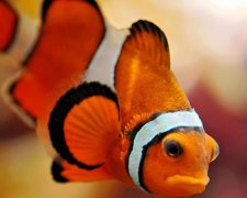 属鸡男孩取名字大全2017最新版的