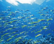 2017年帅气有内涵的属鸡男孩名字大全