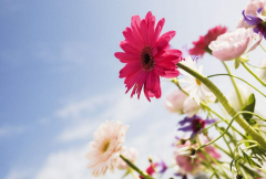 带“艹”的女孩名字