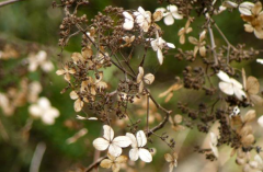 带土字旁的名字有哪些