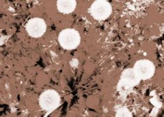 蒲公英的功效与作用对阴宅有影响吗？