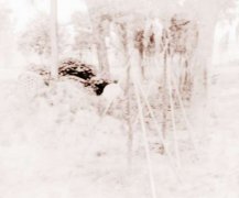 墓地种什么树好 风水上有哪些讲究