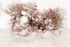 坟墓有树风水好吗？树木对坟墓的风水影响