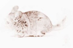 属鼠的属相婚配表,属鼠的和什么属相最配