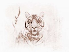 2010虎年10大明星遇本命年