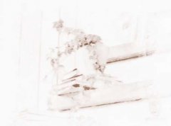 卧室风水是家庭的重中之重 说卧室的植物禁忌 有刺植物更不宜摆在