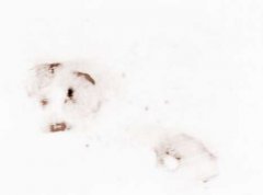 美国 大脚八 之谜