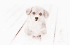 属狗的属相婚配表,属狗的和什么属相最配