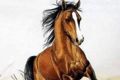 生肖马2020年运势大全