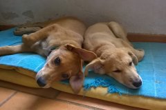 鸡宝宝起名取名不能用的字