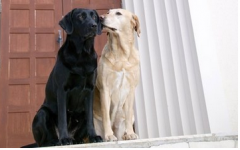 最萌狗狗小名和训练狗狗名字的技巧