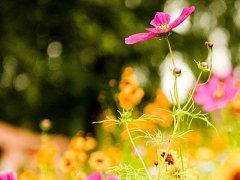 羊年取名草字头汉字大全