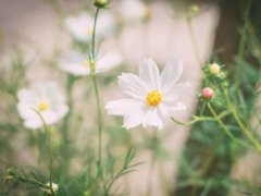 最适合猴年男女双胞胎的名字！