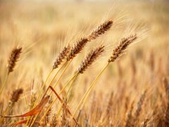 用成语为五黄六月出生的宝宝起个佳名