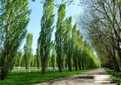 五行缺木的宝宝如何取名