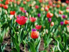 什么名字是有寓意的宝宝名字