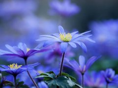 2018狗年张姓女宝宝好听的名字