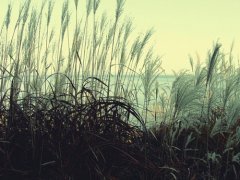 2018狗年张姓男宝宝好听的名字