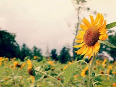 三个字诸葛姓男孩名字大全