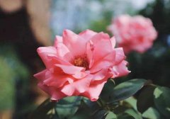 丙午日出生的人八字命运如何？