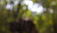 壬戌日乙巳时出生的人，八字命运如何？