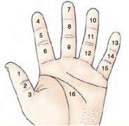 手上有痣代表什么 手上有痣图解与命运