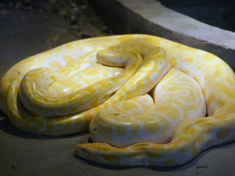 怀孕梦见大蟒蛇是什么意思 孕妇做梦梦到大蟒蛇好不好