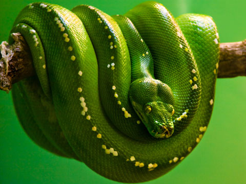 孕妇梦见杀蛇是什么意思