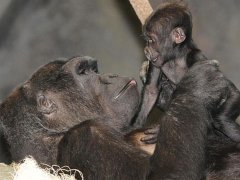 梦见猩猩是什么意思