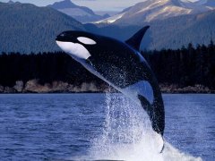 天秤座适合跟哪些星座搭档